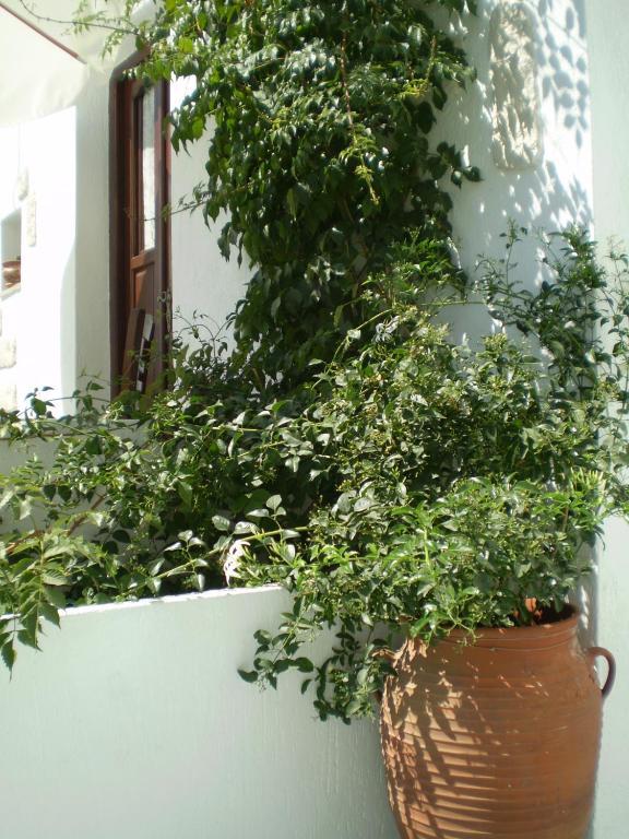 Anastasia'S Rooms Plaka  Habitación foto